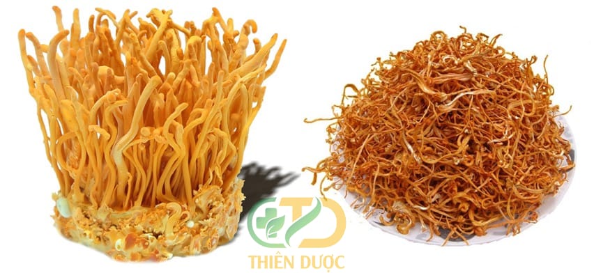 cach-su-dung-dong-trung-ha-thao-kho