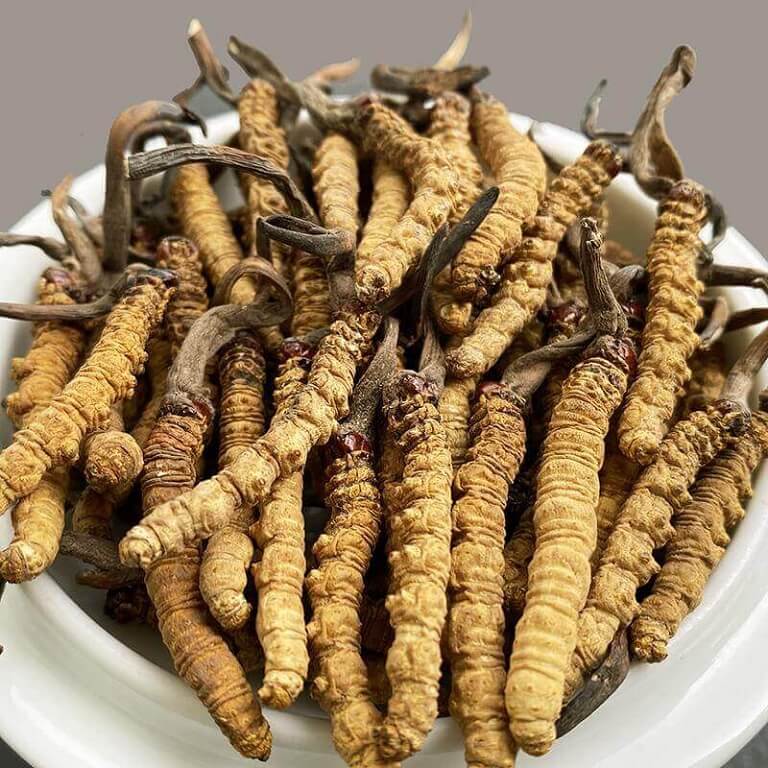 Tác dụng của đông trùng hạ thảo Mỹ và những sản phẩm viên nang