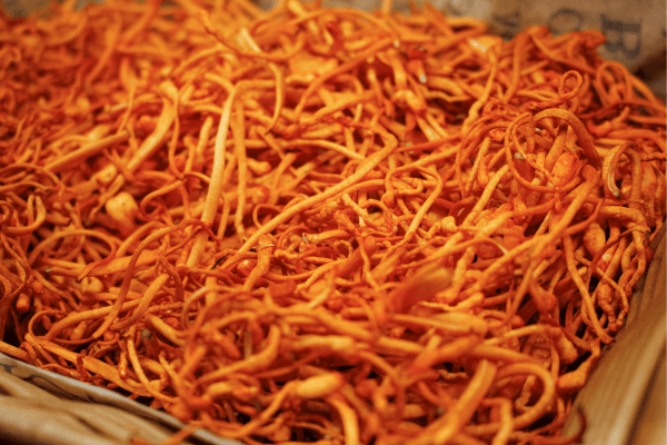 Dong-trung-ha-thao-nuoi-cay