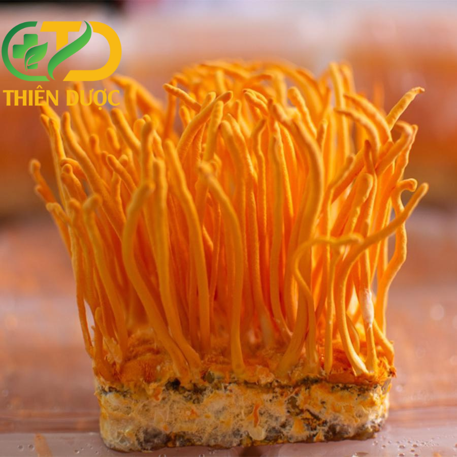 Thực trạng giá đông trùng hạ thảo tươi hiện nay