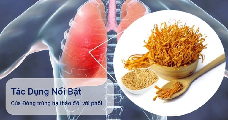 Tac-dung-cua-dong-trung-doi-voi-cac-benh-ve-phoi