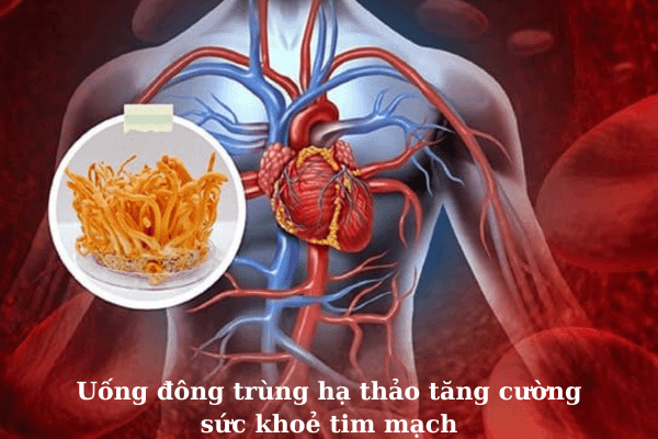 dong-trung-ha-thao-tot-cho-tim-mach