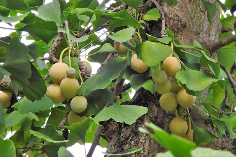 Top 5 cây thuốc trị thiếu máu não cho hiệu quả tốt