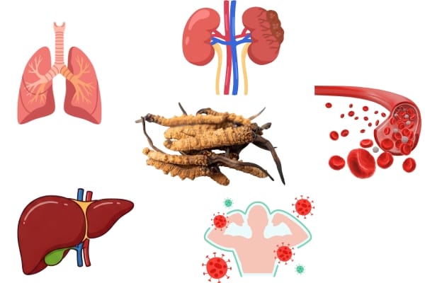 Đông trùng hạ thảo khô bổ thận: công dụng và cách dùng đúng