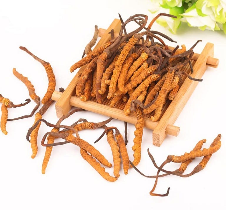 cordyceps - sinensis - kho