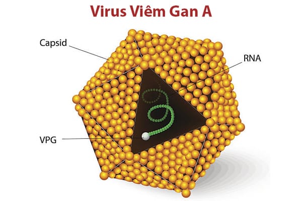 Nguyên nhân dẫn đến bệnh viêm gan A và đường lây truyền
