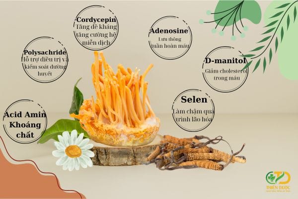 Giải mã sức hút của nấm đông trùng – Tặng phẩm từ thiên nhiên