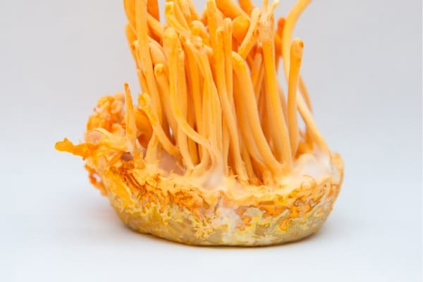 Tác dụng của đế đông trùng hạ thảo cho sức khỏe