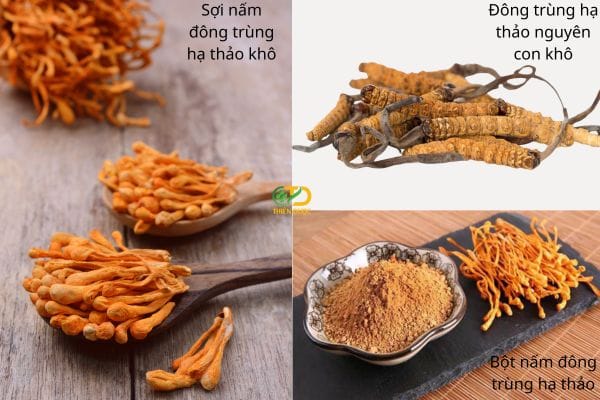 Đông trùng hạ thảo dạng khô mang lại lợi ích sức khỏe gì