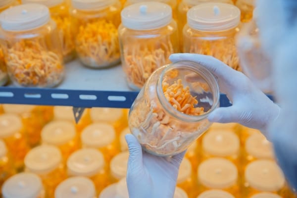 Tác dụng của đông trùng hạ thảo với nam giới: lợi ích và lưu ý