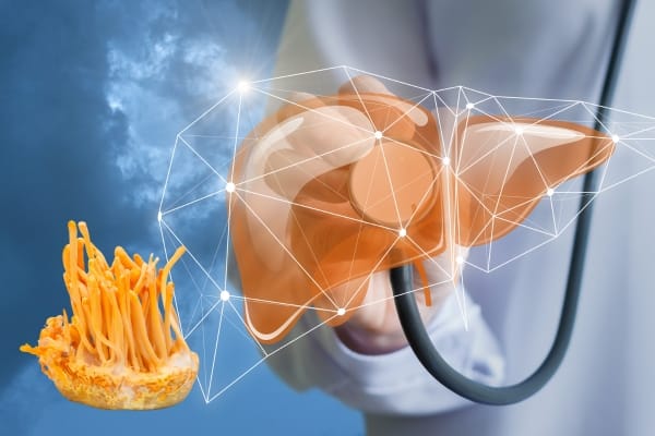 Tác dụng của đông trùng hạ thảo với gan: hỗ trợ và lưu ý