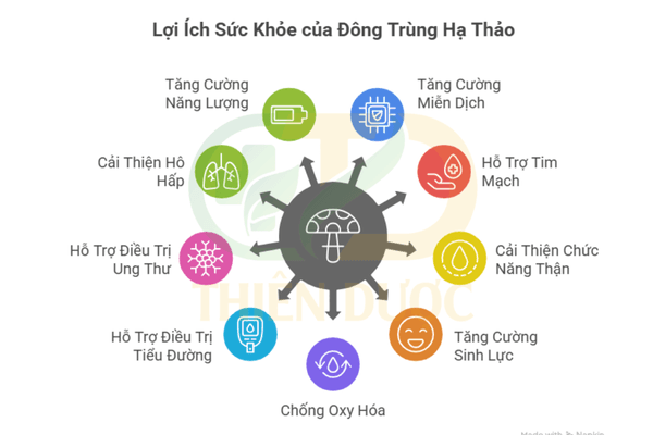 tac-dung-cua-dong-trung-ha-thao