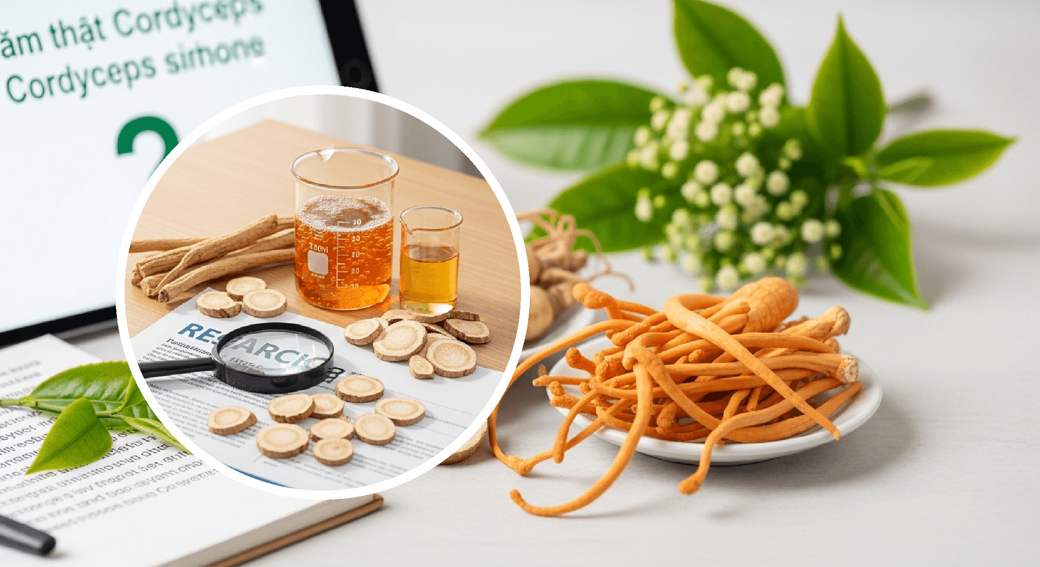 Tam Thất Và Đông Trùng Hạ Thảo